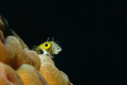 Goby or blenny (I'm not sure), Grand Cayman.  D70, 105 ma... by David Heidemann 